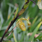 Phragmipedium Orquidea
