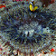 Allard's Clownfish with anemone