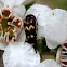 Tumbling Flower Beetle