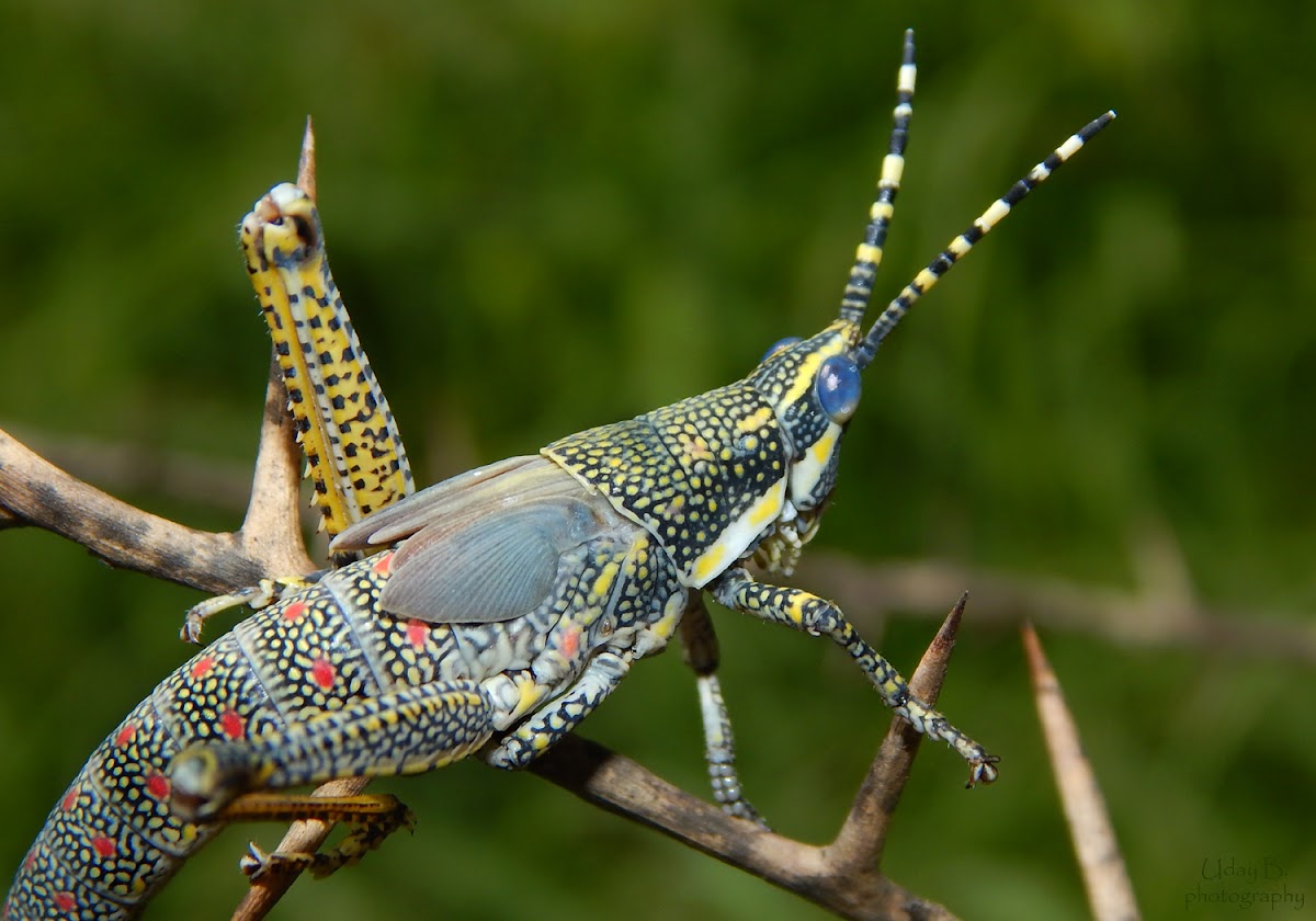 Immature Ak grasshopper