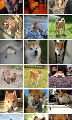 柴犬の画像写真集のおすすめ画像5