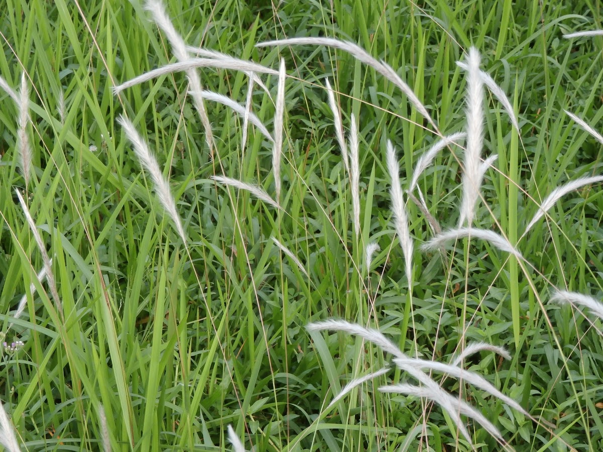 Lalang Grass