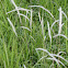 Lalang Grass
