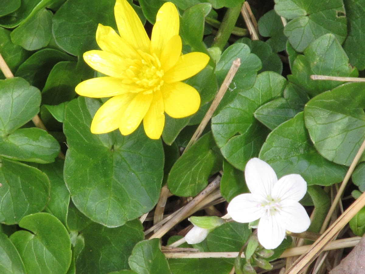 Celandine and Spring Beauty
