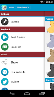 Cat Sounds and Breeds List(圖8)-速報App