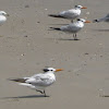 Royal Tern