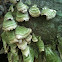 Shelf Mushroom