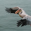 Great white pelican