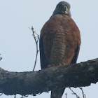 Double-toothed Kite