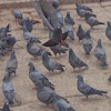 Rock Dove