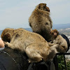 Monkeys from Gibraltar.