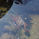 Crab, unsure of specific type