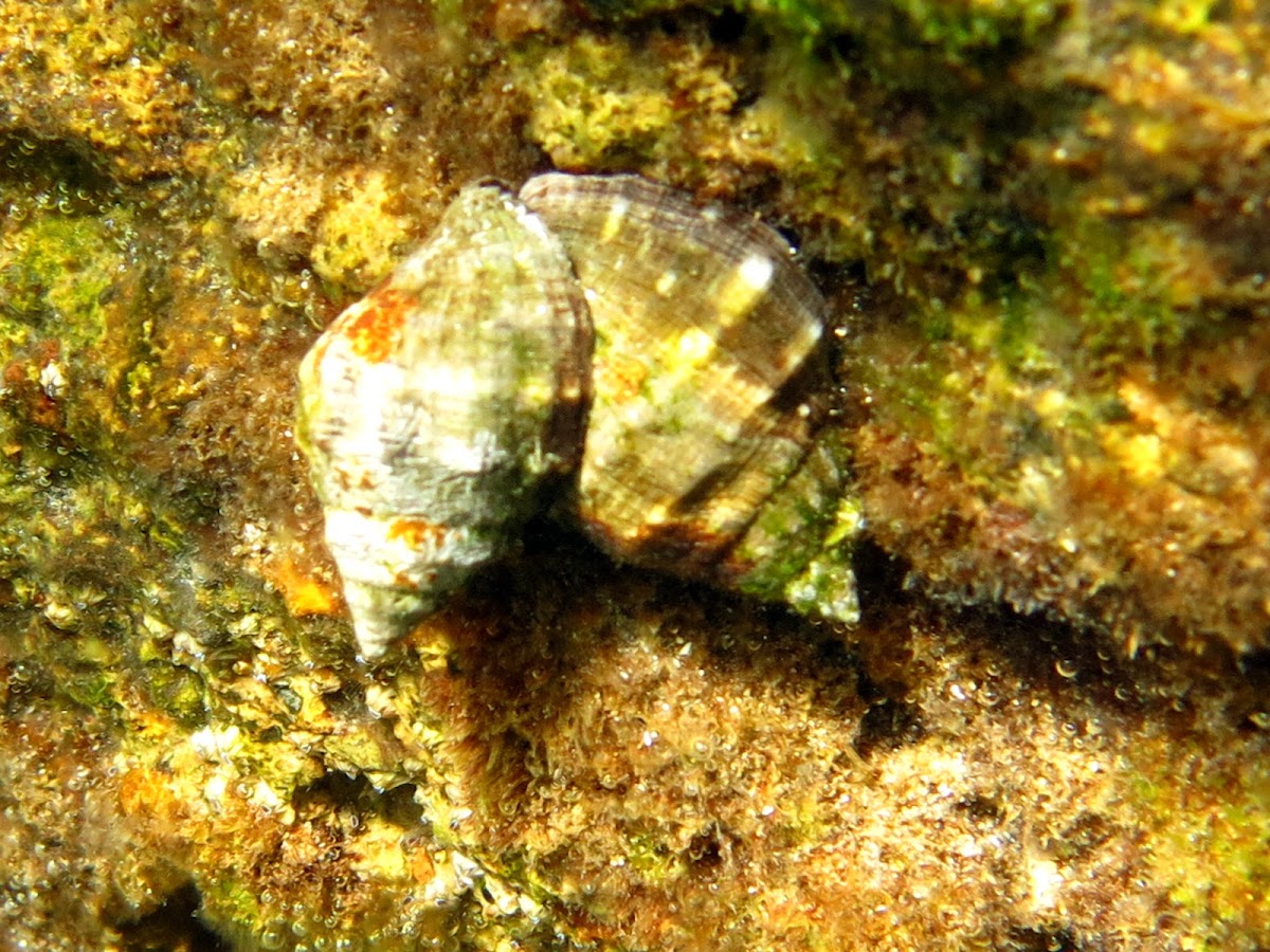 Boca roja. Red-mouthed rock shell