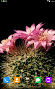 How to mod Cactus Live Wallpaper 1.1.1 apk for pc