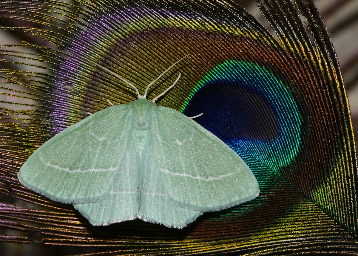 Small Emerald Moth