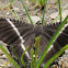 tropical swallowtail moth