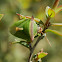 Spiny-shouldered Stink Bug