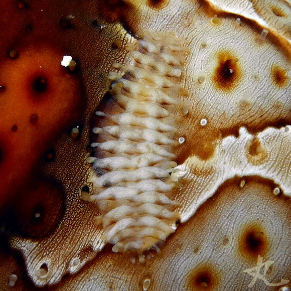 Clubspined Scale Worm Project Noah