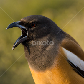 Shout by Amit Aggarwal - Animals Birds
