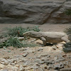 Bengal Monitor