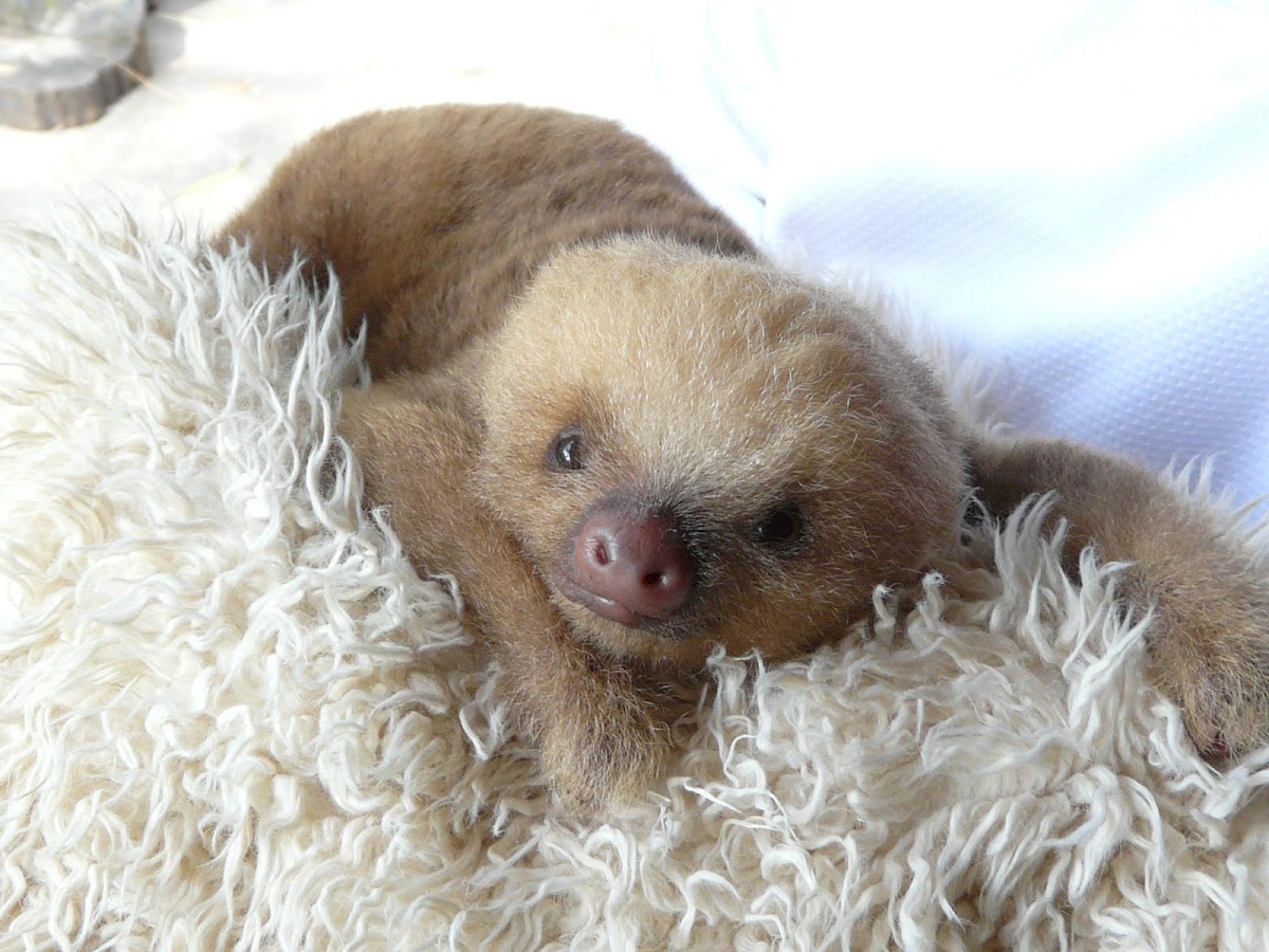 Hoffmann's Two-toed Sloth (juvenile)