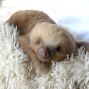Hoffmann's Two-toed Sloth (juvenile)