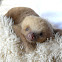 Hoffmann's Two-toed Sloth (juvenile)