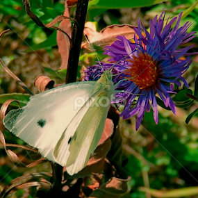 Cabbage White by Jennifer Wheatley-Wolf - Animals Insects & Spiders