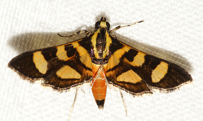 Red-waisted Florella Moth