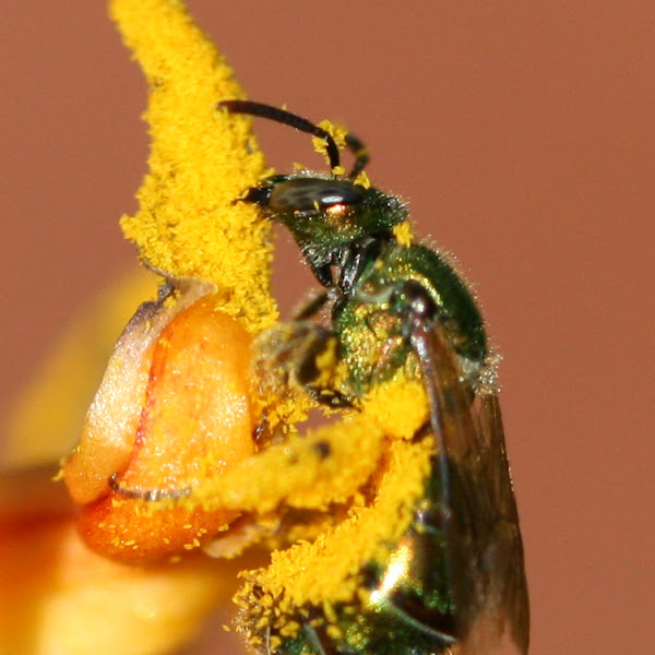 Insects of New England Project Noah