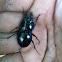 Purple Margined Ground Beetle