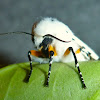 Salt Marsh Moth, White Acrea Tiger Moth