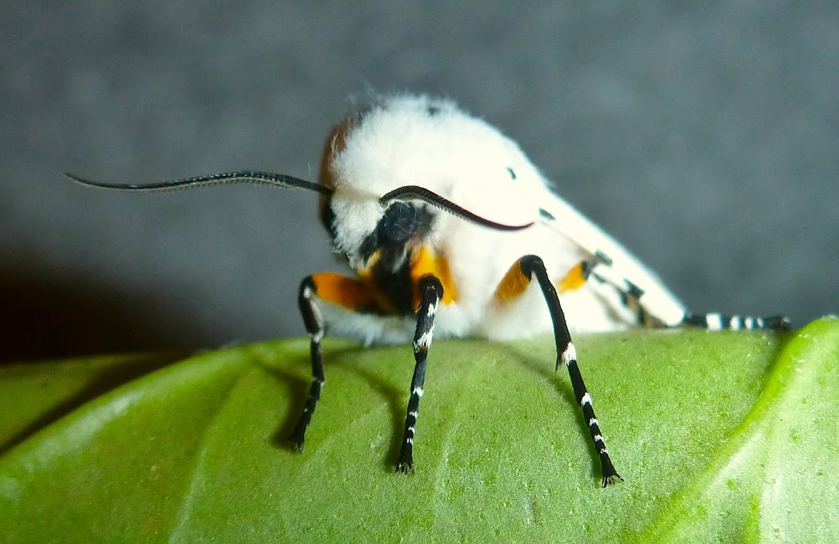 Salt Marsh Moth, White Acrea Tiger Moth