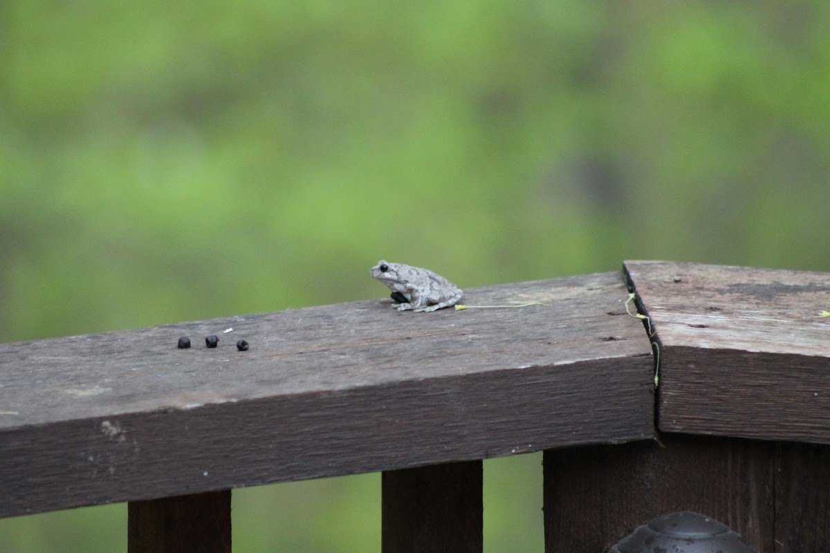 Common Gray Tree Frog