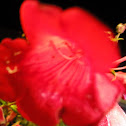  pink flower (needs part shade and part sun)