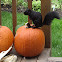 Black Eastern Gray Squirrel (melanistic)