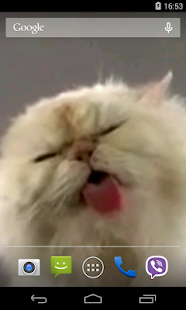 Cat screen licks Video LWP(圖4)-速報App
