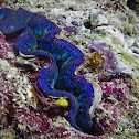 Crocus Clam, Boring Giant Clam