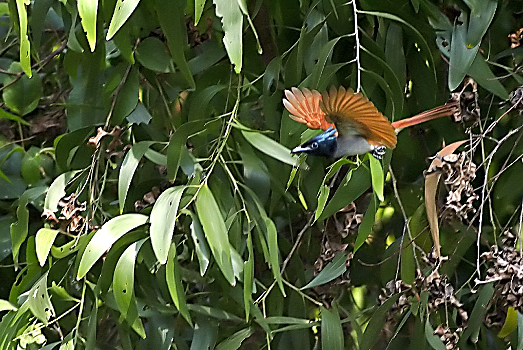 Asian Paradise Flycatcher Female