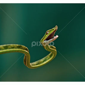 Greeen Viper by Souvik Modak - Animals Reptiles