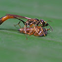 Wasp (?)