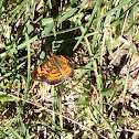 Pearl Crescent