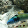 Blue-head Wrasse