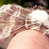 Large Tolype Moth