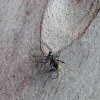 Golden Ant-mimicking Jumping Spider