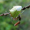 Red-shouldered Stink Bug