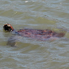 Green Sea Turtle