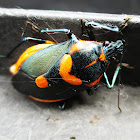 Orange and Black shield bug
