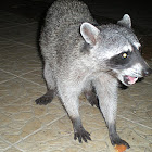 Mexican Racoon