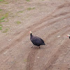 helmeted guineafowl